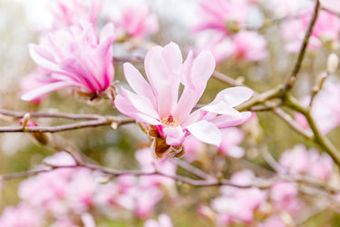 5 LOEBNER MAGNOLIA Loebneri TREE Shrub Seeds - Cross of M Stellata & Kobus - Fragrant Pink White Huge 3 - 5